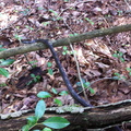 Sheltowee Trace, Red River Gorge